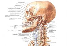 주짓수에서 발생하는 머리와 목 부상