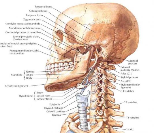 주짓수에서 발생하는 머리와 목 부상