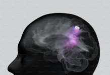 “한계를 넘어라” 주짓수 수련자의 뇌에서 벌어지는 놀라운 변화
